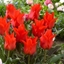 Picture of Tulipa Red Riding Hood