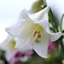 Picture of Lilium longiflorum White Heaven (PBR)