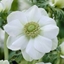 Picture of Anemone coronaria (De Caen Group) Die Braut
