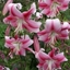 Picture of Lilium Anastasia