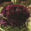Picture of Ranunculus Purple Heart