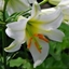 Picture of Lilium regale Album