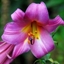 Picture of Lilium Pink Perfection Group