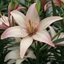 Picture of Lilium Easy Waltz