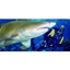 Picture of Shark Diving Experience - Scotland