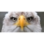 Picture of All Day Eagle Handling Experience in Cheshire