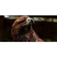 Picture of Eagle Encounter for Two Cheshire