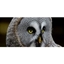 Picture of All Day Bird of Prey Photography Course in Cheshire