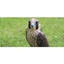 Picture of Full Day Falconry Experience Kids - Warwickshire