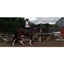 Picture of Horse Riding in Hampshire - Advanced Lesson