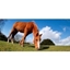 Picture of New Forest Photography Experience Day
