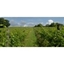 Picture of Deluxe Wine Tasting Tour for Two in East Sussex