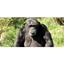Picture of Adult Entry to ZSL London Zoo