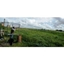 Picture of Clay Pigeon Shooting Dartford - 50 Clays