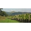 Picture of Shropshire Vineyard Tour And Wine Tasting For Two