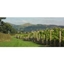 Picture of Shropshire Cheese And Wine Tour For Two
