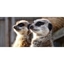 Picture of Meet The Meerkats Wildlife Experience for 2