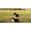 Picture of Sheepdog Training Experience for Two - Leicestershire