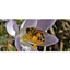 Picture of Beekeeping Experience in Shropshire