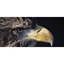 Picture of Bird of Prey Hunting Experience - Full Day