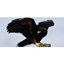 Picture of Bird of Prey Taster Experience