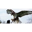 Picture of Full Day Bird of Prey Experience - Devon