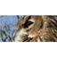 Picture of Bird of Prey Half Day Experience - Herefordshire