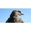 Picture of Bird of Prey Full Day Experience - Herefordshire