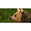 Picture of Whipsnade Zoo Family Ticket