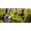 Picture of East Sussex Vineyard Tour With Lunch For 3