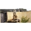 Picture of 30 Minute Meerkat Experience - Oxfordshire
