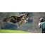 Picture of Half Day Falconry And Owl Experience - Northampton