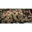 Picture of Full Day Paintballing in Birmingham