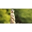 Picture of Yorkshire Meet The Meerkats Experience