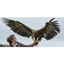 Picture of Full Day Falconry Experience - Fife