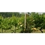 Picture of Vineyard Tour and Tasting - Cambridgeshire