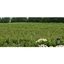 Picture of Afternoon Tea, Vineyard Tour & Tasting - Cambridgeshire