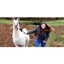 Picture of Llama Trekking Experience for Two in Devon