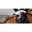 Picture of Meet the Llamas Experience for Two in Devon