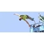 Picture of Nationwide Bungee Jump Special Offer