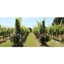 Picture of Sussex Wine Tasting and Vineyard Tour