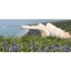 Picture of Seven Sisters Country Park and Food Tour
