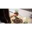 Picture of Make Your Own Terrarium Workshop in Worthing