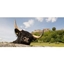 Picture of Loch Lomond & Stirling Castle Tour