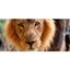 Picture of ZSL London Zoo and Lunch For Two