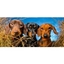 Picture of Dog Portrait Photo Session East Midlands