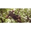 Picture of High Ropes Course for Children in East Sussex