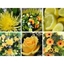 Picture of Yellow Flower Collection