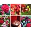 Picture of Red Flower Collection