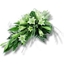 Picture of Longiflorum Lilies